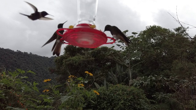 纳内加利托蜂鸟视频下载