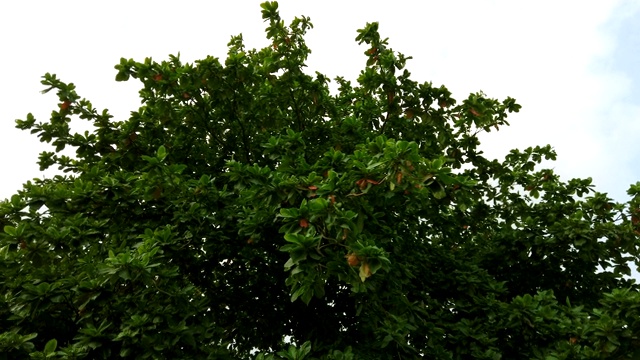 夏天的印度杏树视频素材