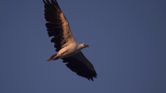 白腹海鹰翱翔的慢镜头特写视频下载