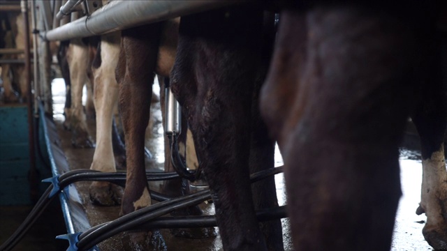 农场中被挤牛奶的奶牛视频素材