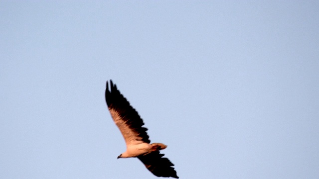 白腹海鹰飞过镜头的慢镜头视频素材