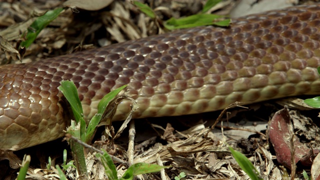 近距离的棕色蛇在草地上爬行视频素材