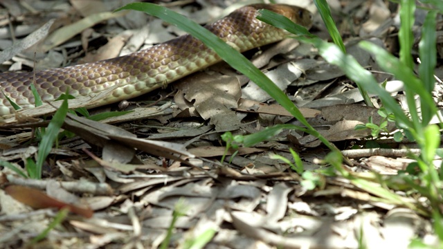 (中景)棕色的蛇在草和树叶间爬行视频下载