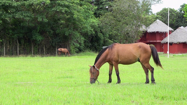 下午棕色的马在新鲜的绿草地上吃草。视频素材