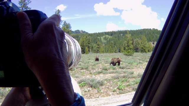 WS 4K拍摄的灰熊亚成年(Ursus arctos)用GoPro射出了窗户视频素材