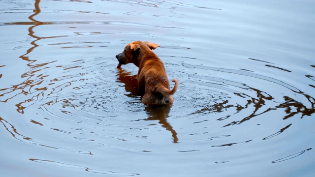 印度果阿，这只狗已经深入湖中贪婪地喝水了视频素材