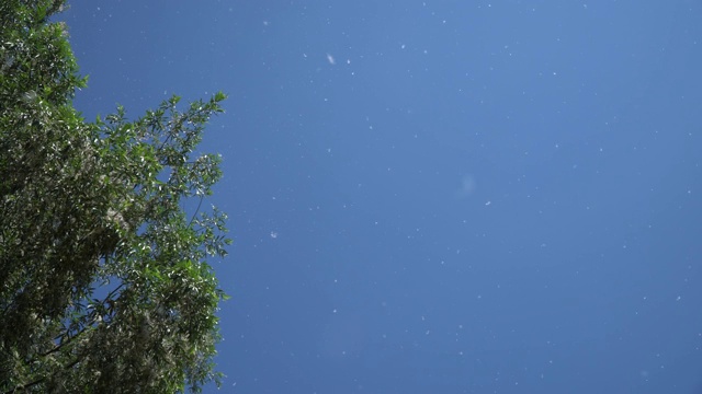 杨树绒毛。绒毛从白杨树的树枝上飞下来，映衬着湛蓝的天空和白云。过敏季节开始了。4 k视频素材