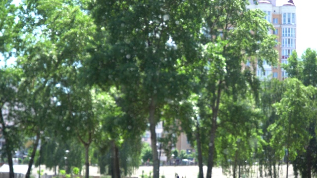阳光明媚的日子里，公园里的杨树随风飘动。飞絮白杨。在阳光的映衬下，树枝上美丽的绿叶视频素材