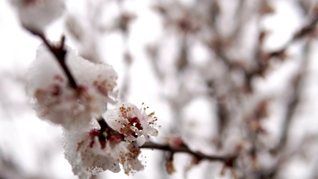开花的杏树和春雪覆盖在树枝上，用电影的景深拍摄视频素材