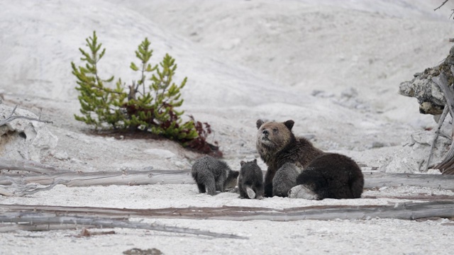 4K MS拍摄的灰熊(黑曜石母猪)和她的3个幼崽(熊)走过灰视频素材