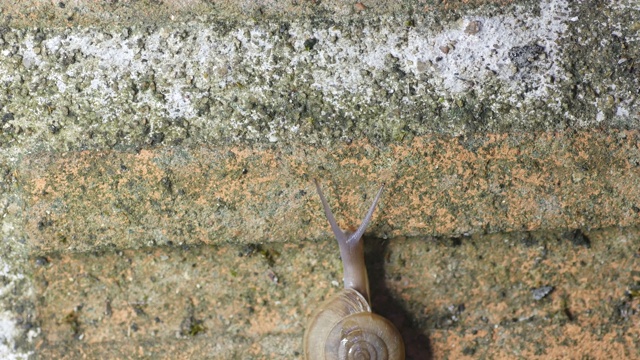 蜗牛爬墙视频下载
