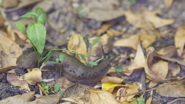 叶子上裸露的蛞蝓小视频下载