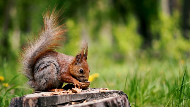 一只松鼠坐在树桩上吃核桃。视频素材