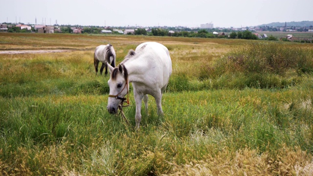 美丽的白马在广阔的田野上视频下载
