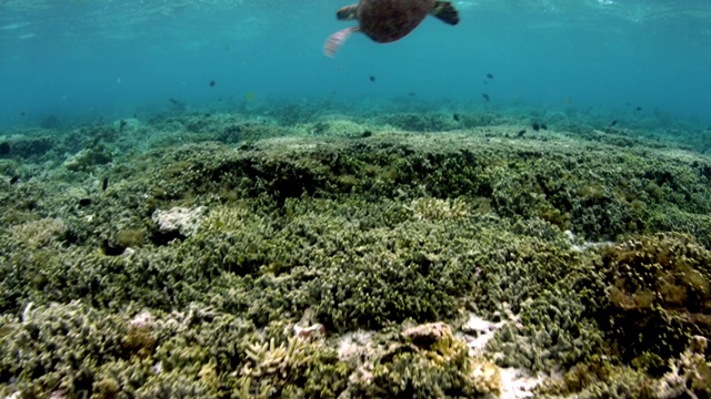 海龟在水下游过礁石视频素材