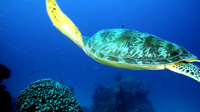 海龟游过珊瑚的特写视频素材