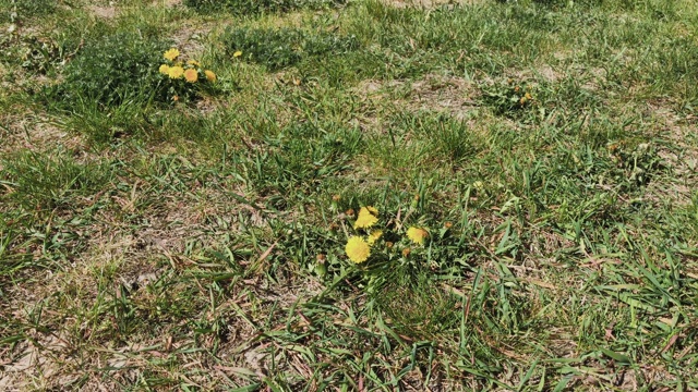 绿色草地上的黄色美丽的蒲公英视频素材