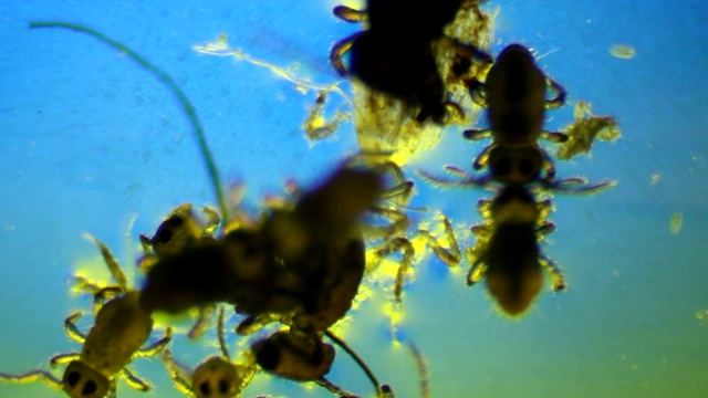池塘微观昆虫-水蚜虫视频下载