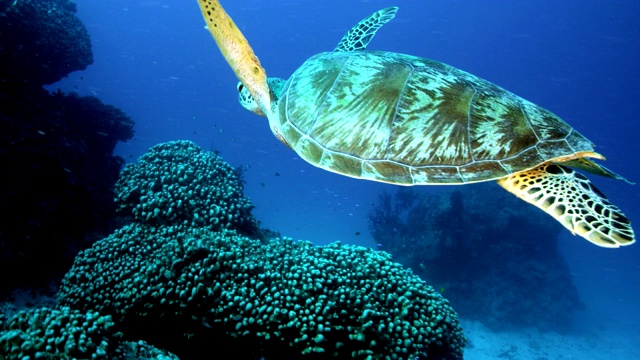 海龟游过珊瑚的慢镜头特写视频素材