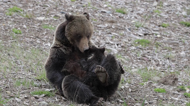 TS 4K拍摄的著名灰熊#863在高山草甸哺乳她的幼崽(熊)视频素材
