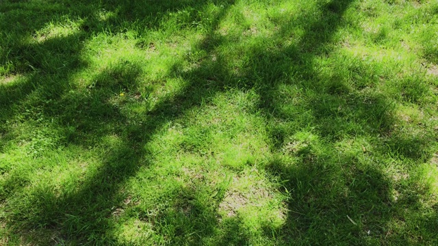 在阳光明媚的春天，草坪上有绿色的草和树影。绿色的自然环境视频素材