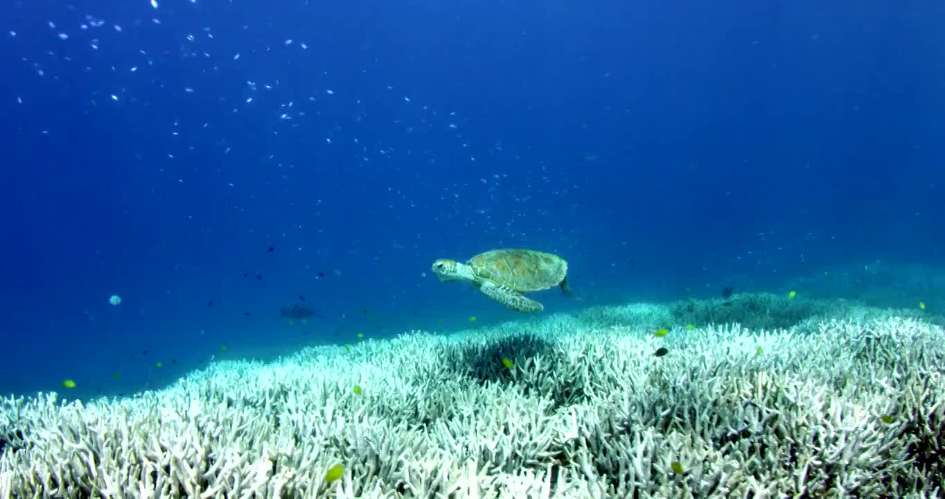 慢动作中景海龟游过漂白的珊瑚礁视频素材