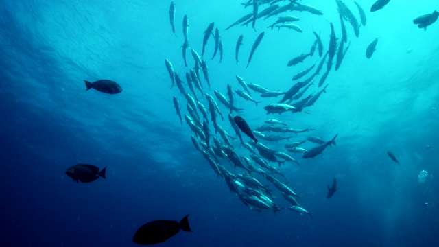 低角度的大漩涡鱼群游泳在开放的水在缓慢的运动视频下载