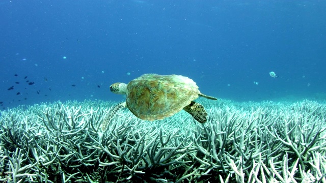 在慢镜头中，海龟和热带鱼一起游过巨大的漂白珊瑚礁视频素材