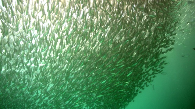 巨大的银色鱼群低角度游动视频素材