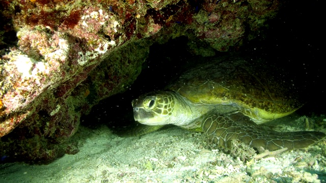 珊瑚礁下海龟的特写镜头，转过头来看着相机视频素材