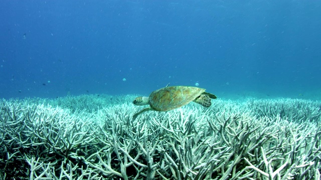 海龟游过巨大的漂白珊瑚礁的慢动作视频素材