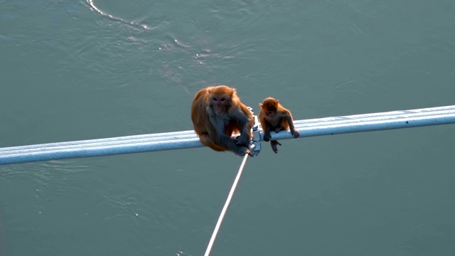一只猴子和他的幼崽坐在人行天桥的金属缆绳上视频素材
