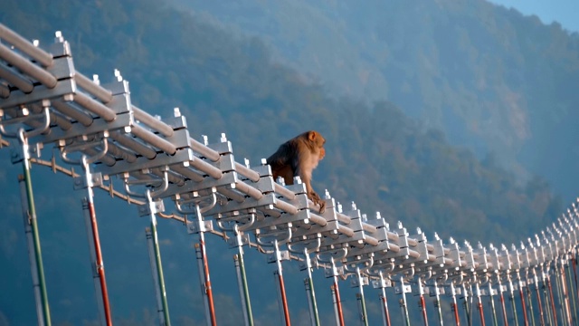 猴子坐在河上的行人斜拉桥的金属缆绳上视频素材
