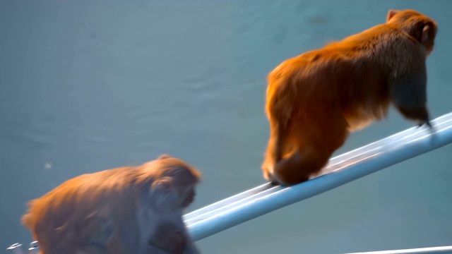 一只巨大的猴子在行人斜拉桥的金属缆绳上奔跑视频下载