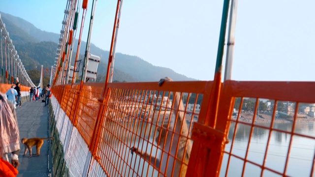 猴子沿着行人斜拉桥的栏杆走视频素材