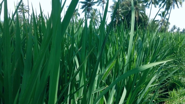 村子里稻田里的稻田植物嫩绿的叶子视频素材