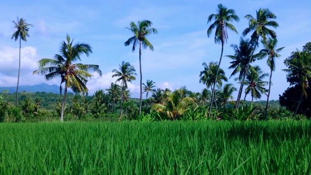 乡村农田的天然稻田风景视频素材