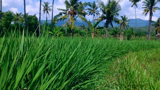新鲜的绿色水稻植物景观视图的稻田视频素材
