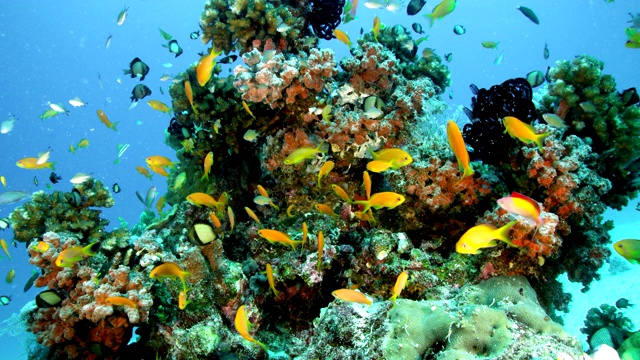五颜六色的鱼在礁石周围游来游去视频素材