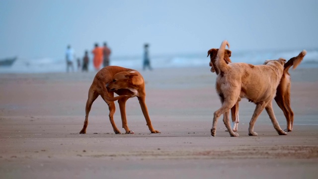 一群狗在靠近水的海滩上玩耍、咬人、互相追逐视频素材