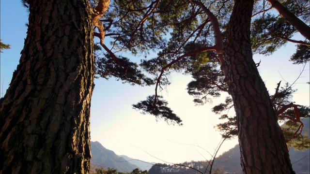 阳光透过松树树冠，江原道，韩国视频素材