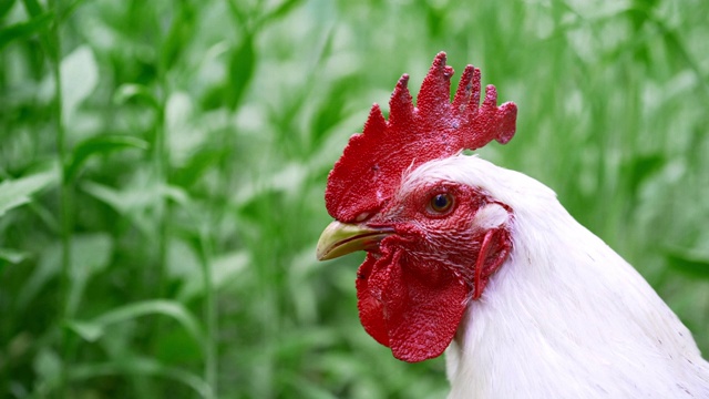 美丽的特写肖像白公鸡在家庭农场。家政有机农业理念。带着红扇贝的公鸡看着摄像机视频下载