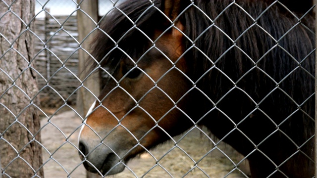 农场栅栏后一匹悲伤的棕色马的肖像。视频下载