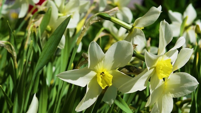 白色的水仙花，绿叶，自然的春天背景，视频下载