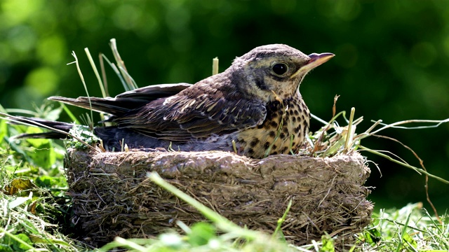 在一个阳光明媚的夏日，正在筑巢的画眉鸟坐在巢中视频素材