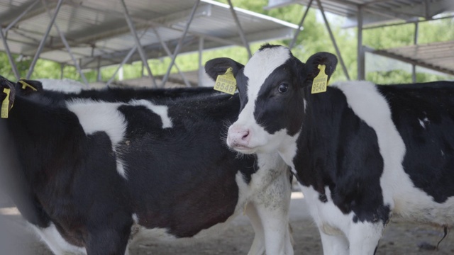 漂亮整洁的奶牛站在农场的大鸟舍里。现代农场谷仓里有挤奶的奶牛吃干草。视频素材
