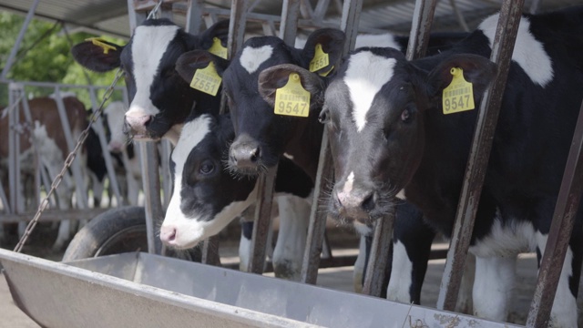 现代农场奶牛饲养过程研究。视频素材