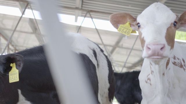 关闭奶牛喂养牛奶农场。视频素材