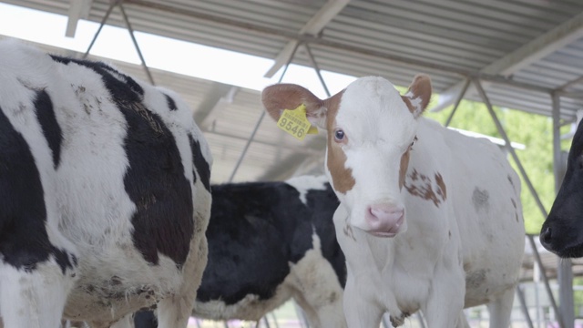 关闭奶牛喂养牛奶农场。视频素材