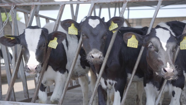 现代农场奶牛饲养过程研究。关闭奶牛喂养牛奶农场。奶牛在奶牛场吃干草。牛棚。视频素材